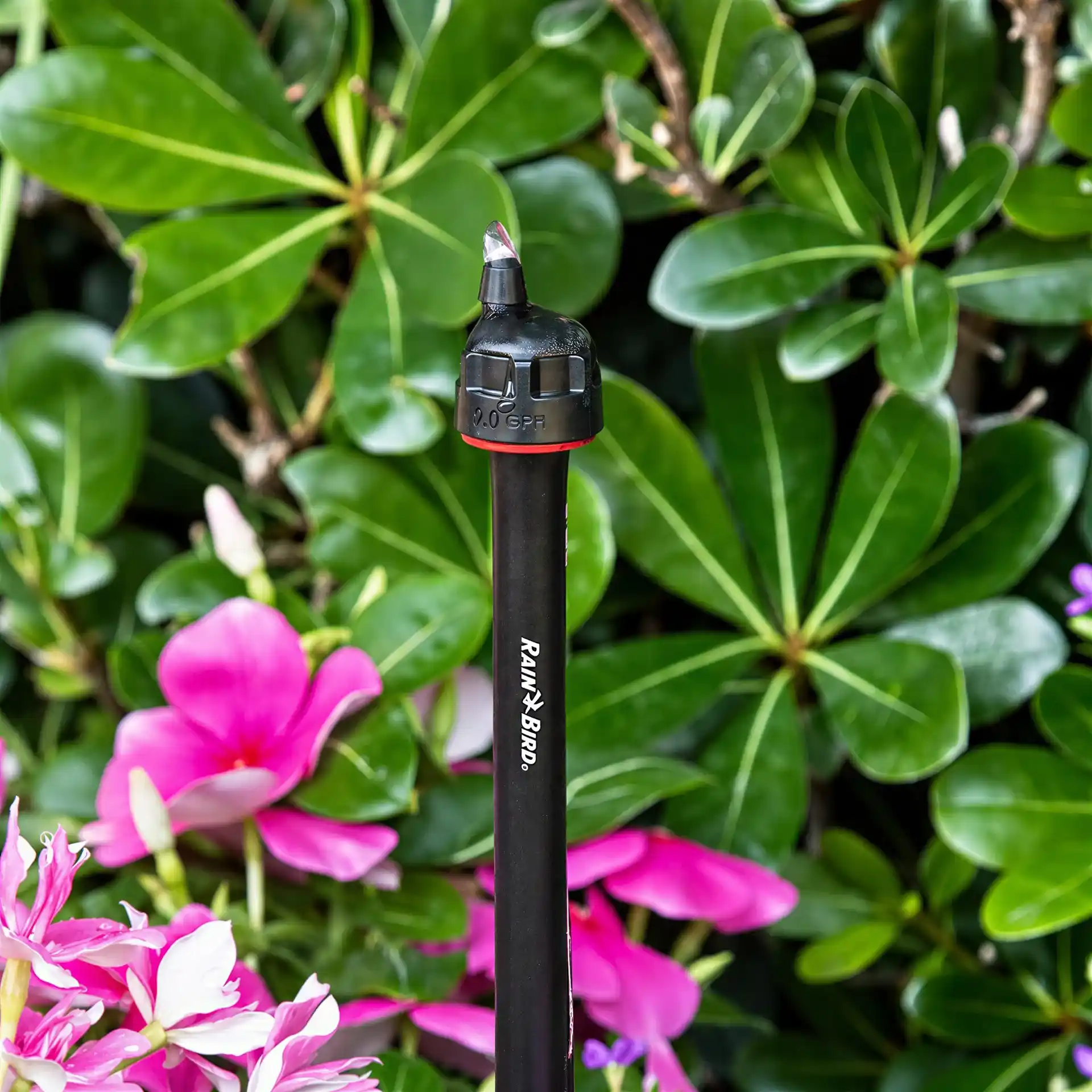 Rain Bird Tropfer XBCV-05PC Xeri-Bug Blau mit Rückschlagventil 1,9 l/h für Microbewässerung - 10 Stück